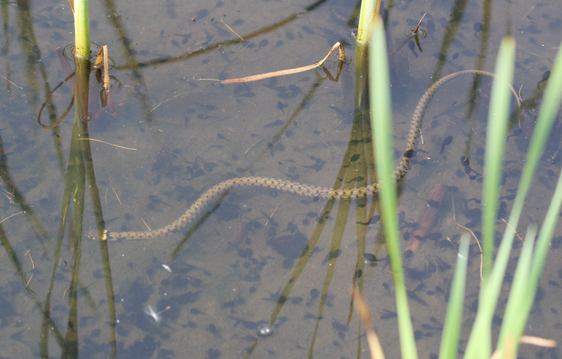 Natrix golosa